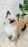 ラグドール【群馬県・男の子・2022年4月12日・シールポイント】の写真3