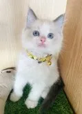 ラグドール【群馬県・男の子・2023年6月3日・ブルーポイントバイカラー】の写真4