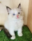 ラグドール【群馬県・男の子・2023年6月3日・シールポイントバイカラー】の写真4