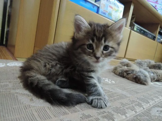 ID:1506-00596の子猫