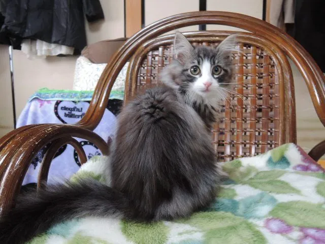 ID:1411-00335の子猫