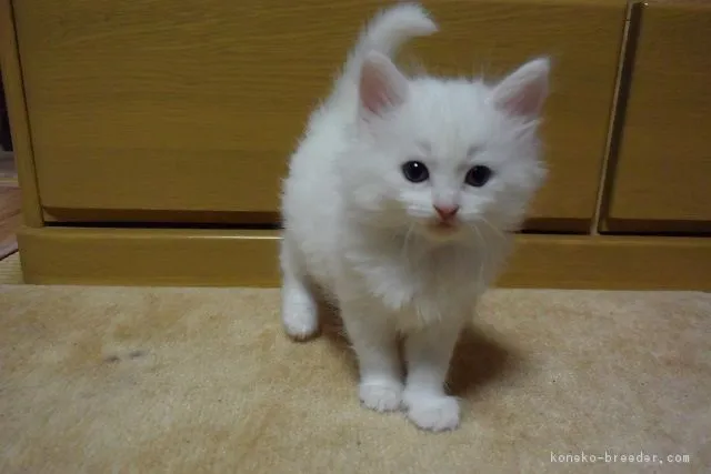 星野　修 様のお迎えした子猫