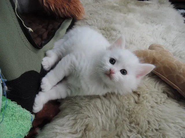 ID:1411-00193の子猫