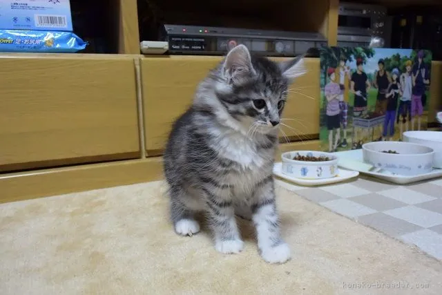 ID：1606-00841の子猫