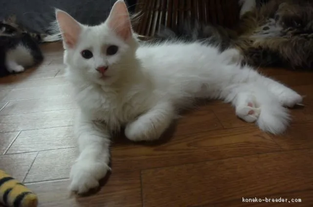 ID：1906-00111の子猫