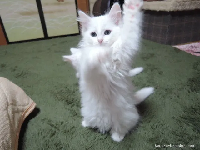 ID：1511-00106の子猫