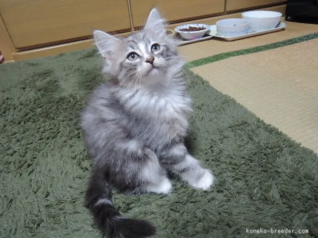 ID：1511-00104の子猫