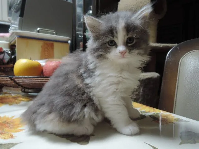 ID：1506-00025の子猫