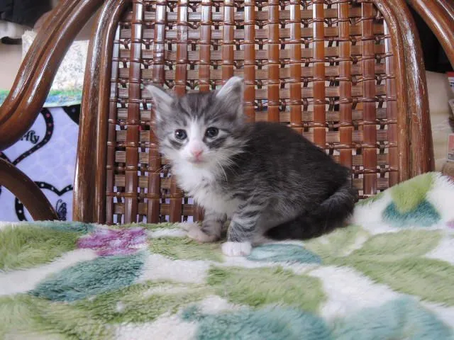 ID:1501-00300の子猫