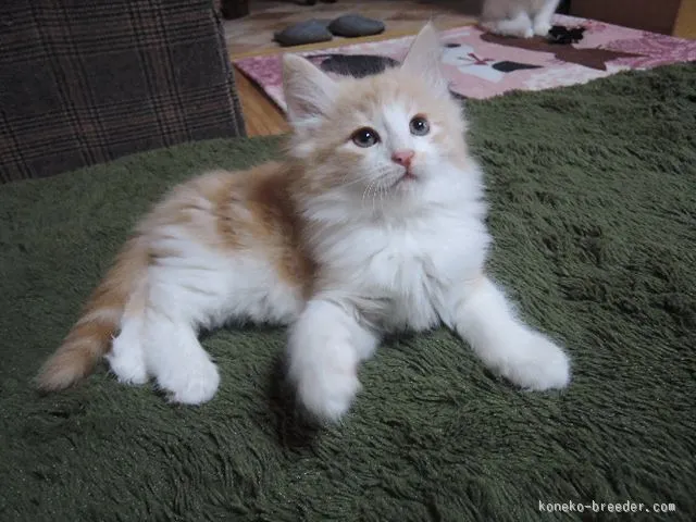 ID:1511-00105の子猫