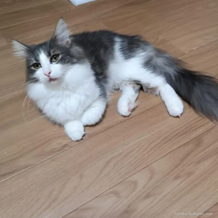 ID：2209-00683の子猫