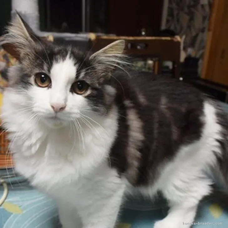 ID:2211-01523の子猫