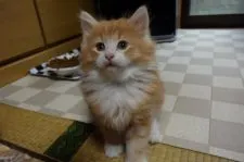 ノルウェージャンフォレストキャット【千葉県・男の子・2017年8月21日・】の写真1