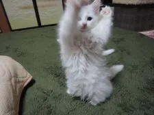 ノルウェージャンフォレストキャット【千葉県・女の子・2015年10月4日・ホワイト】の写真2