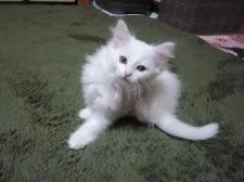 ノルウェージャンフォレストキャット【千葉県・女の子・2015年10月4日・ホワイト】の写真3