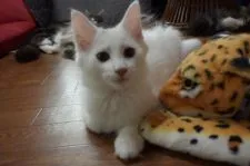 ノルウェージャンフォレストキャット【千葉県・女の子・2019年4月20日・ホワイト】の写真3