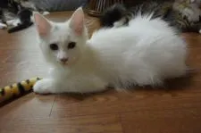 ノルウェージャンフォレストキャット【千葉県・女の子・2019年4月20日・ホワイト】の写真4