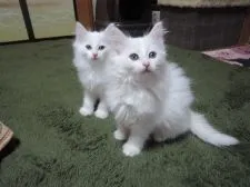 ノルウェージャンフォレストキャット【千葉県・女の子・2015年10月4日・ホワイト】の写真4