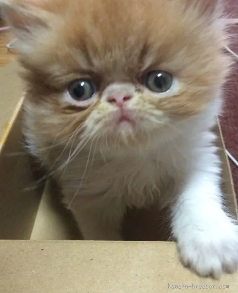 ID：1507-00495の子猫