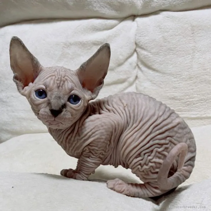 ID：2304-02629の子猫