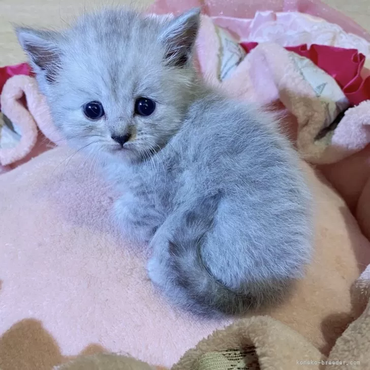 ID:2410-01290の子猫