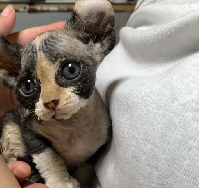 まる 様のお迎えした子猫