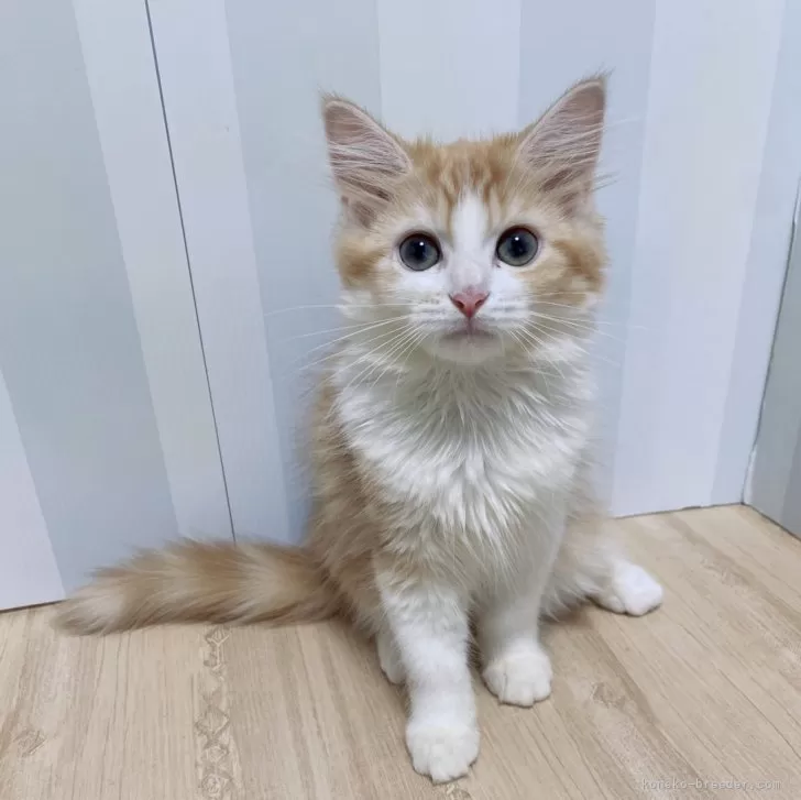 ID:2408-00383の子猫