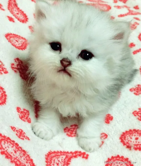 ルナママ 様のお迎えした子猫