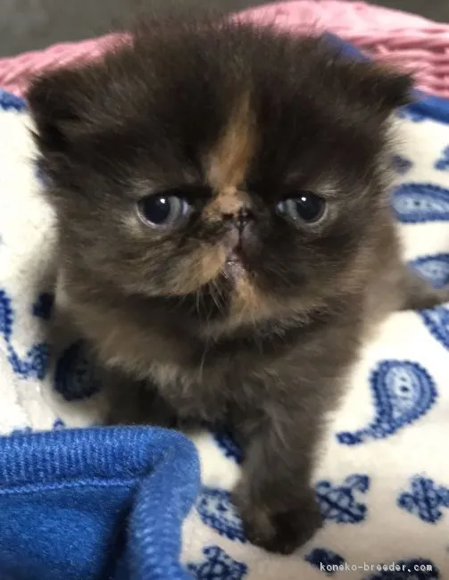 ID:1805-00412の子猫