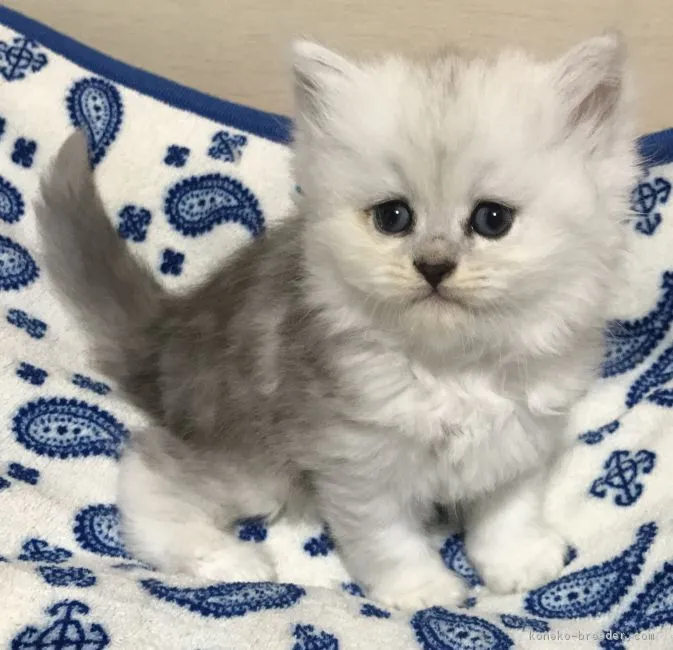 ID：1706-01373の子猫