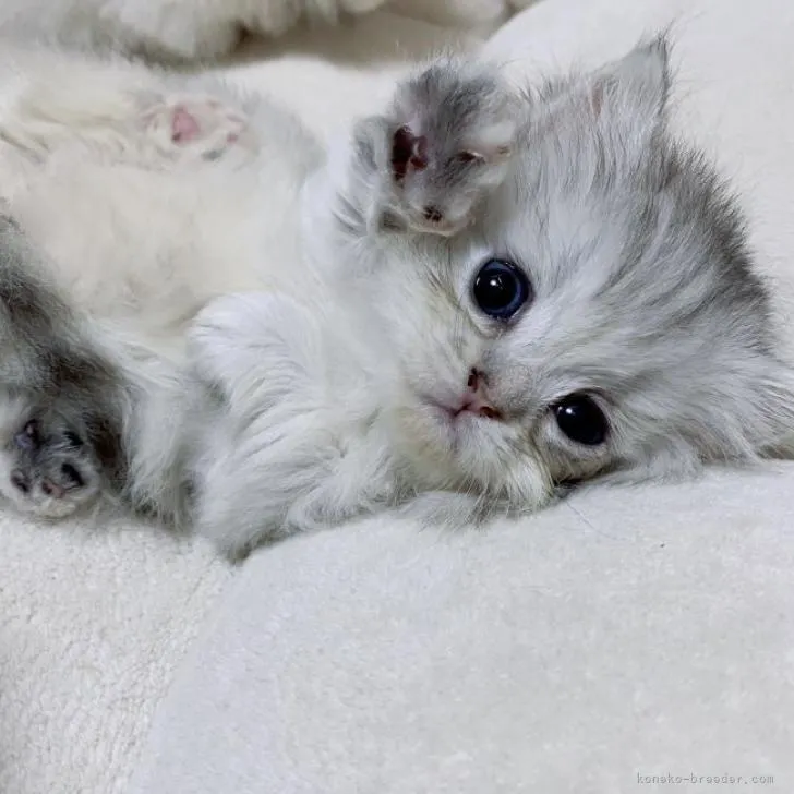ID:2208-02530の子猫
