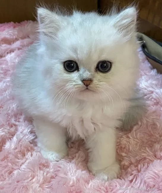 ID：2001-00384の子猫