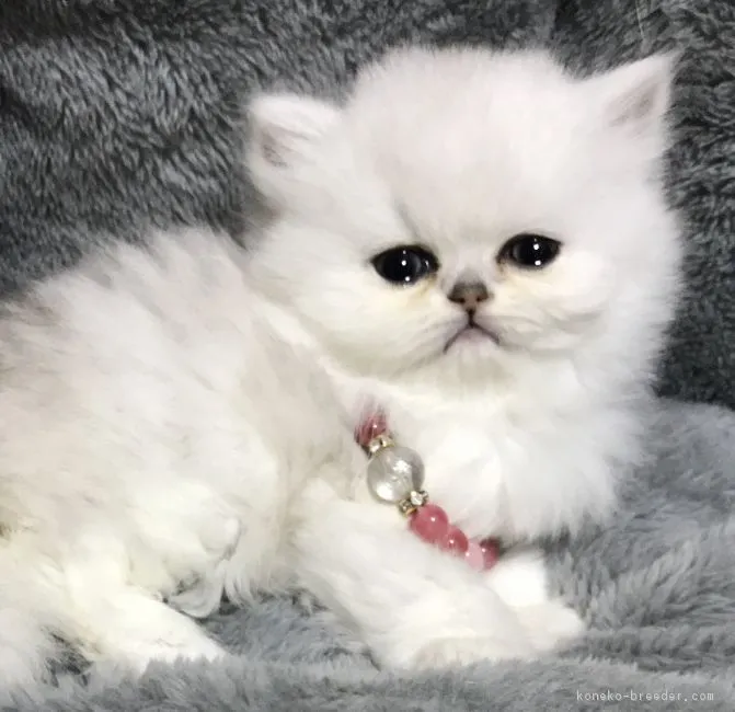 ID:1801-00177の子猫