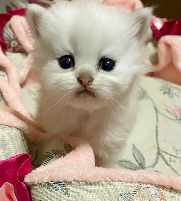 ID：2012-00869の子猫