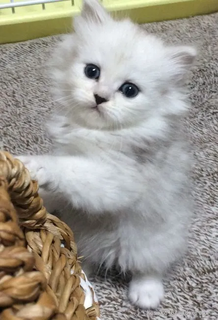 ID：1611-00367の子猫