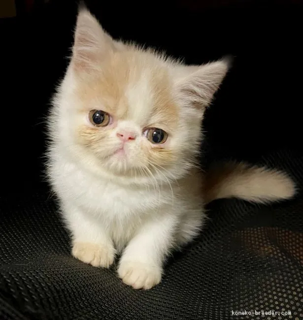 ID:2011-00551の子猫