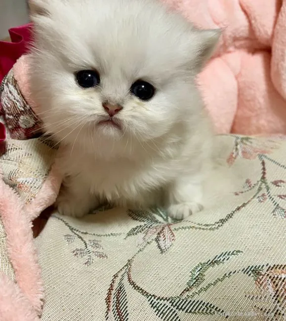 ID：2012-00868の子猫