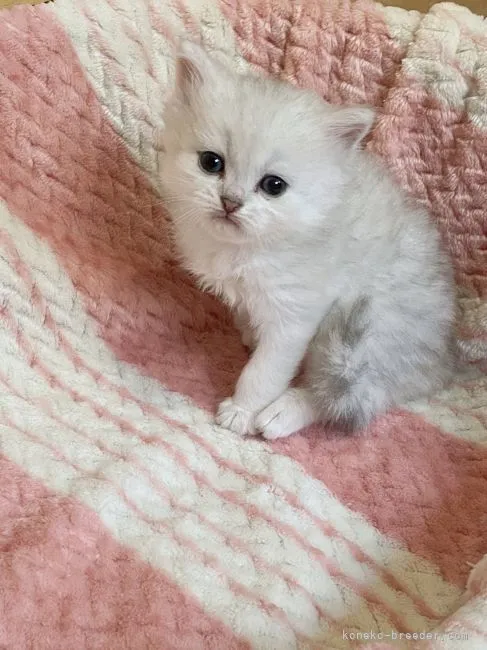 ID：2206-00032の子猫