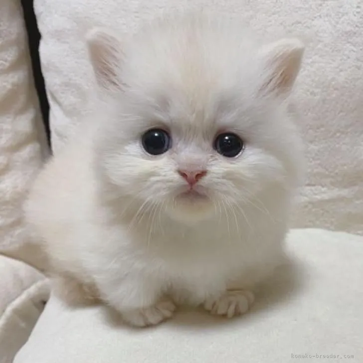 ID：2208-02525の子猫