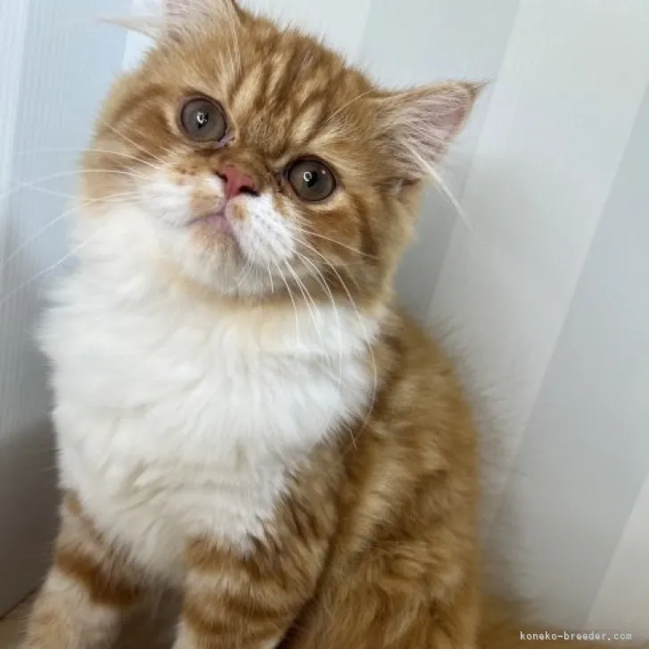 ID：2307-03016の子猫