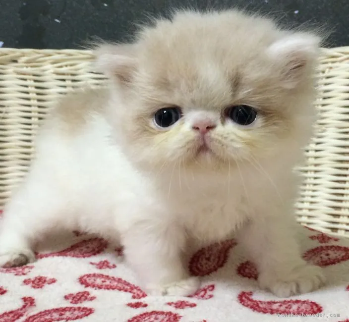 ID：1606-00661の子猫