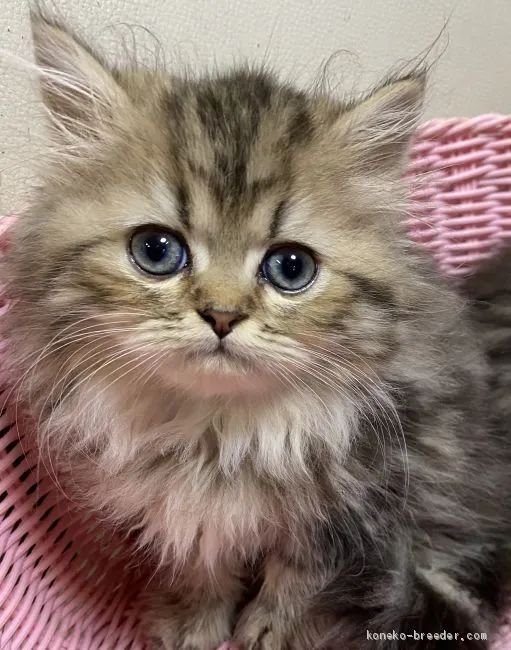 ID:2009-01060の子猫