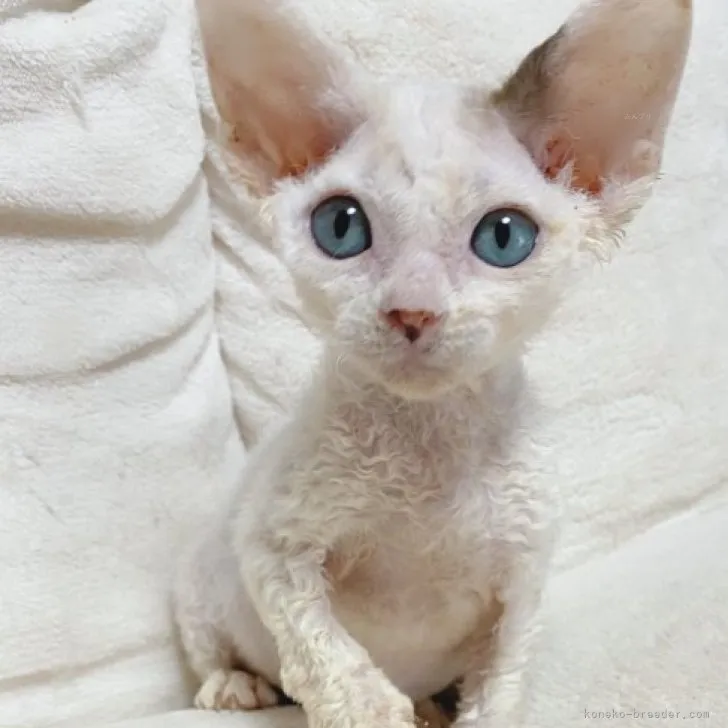 ID:2308-00547の子猫