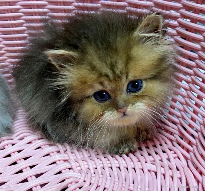 ID:2009-00471の子猫