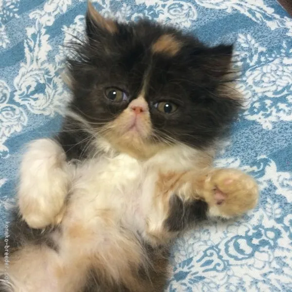 ID:1508-00287の子猫