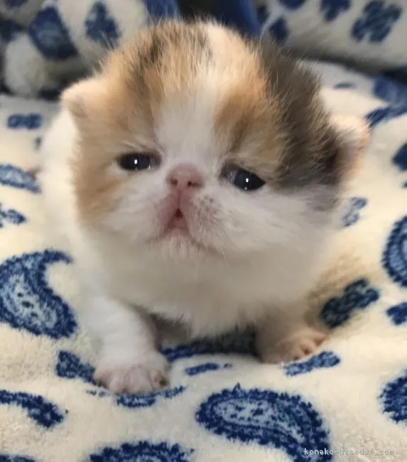 ID：1811-00456の子猫
