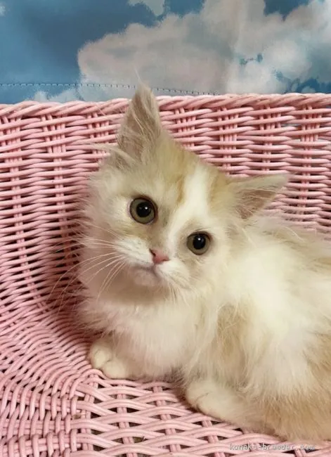 ID:2008-02095の子猫
