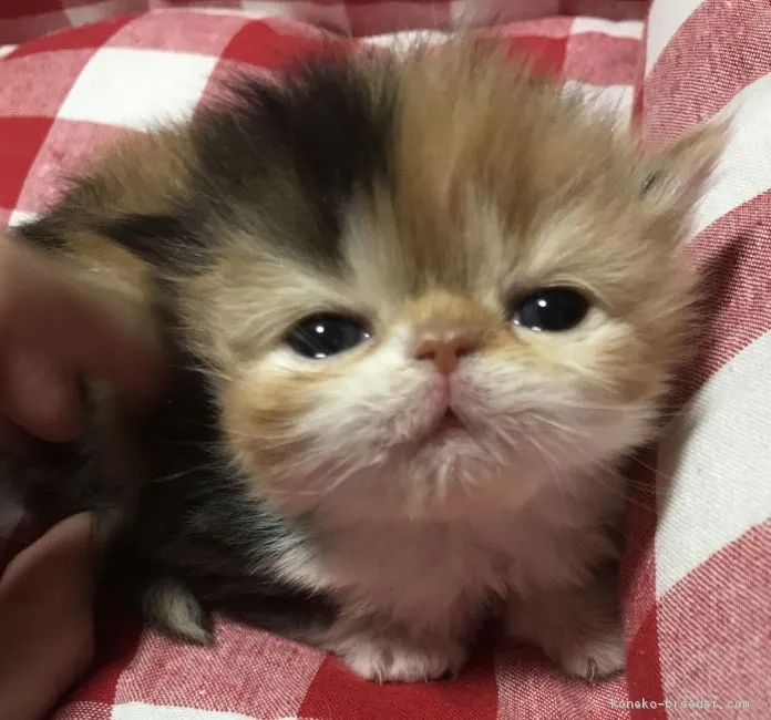 羽田守快 様のお迎えした子猫