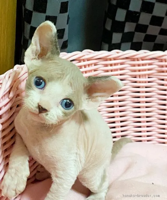 ID：2006-00840の子猫