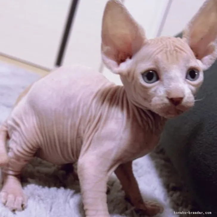ID:2303-00785の子猫
